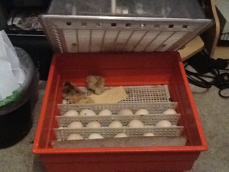 Novital Covatutto 20 chicken poultry egg incubator | in ...