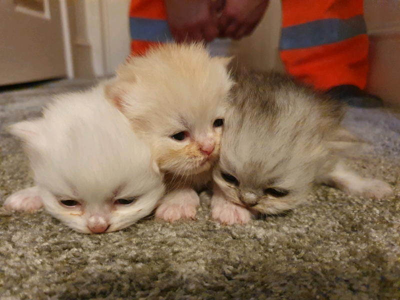 Persian kittens in Brierley Hill, West Midlands Gumtree
