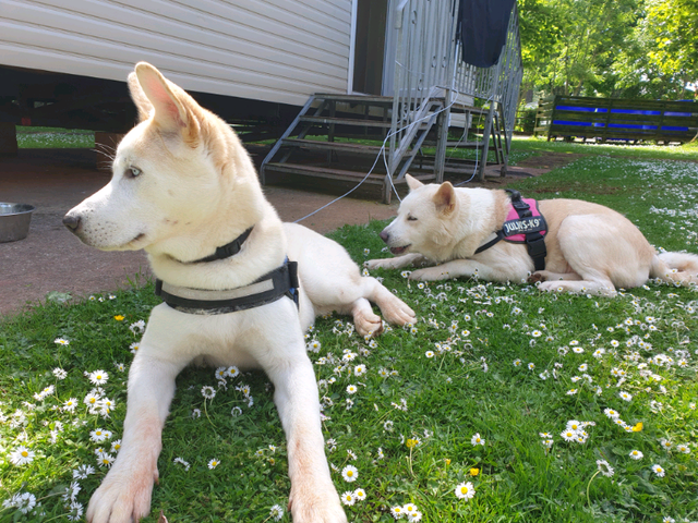 Akita Husky Huskita Pups For Sale In Stoke On Trent