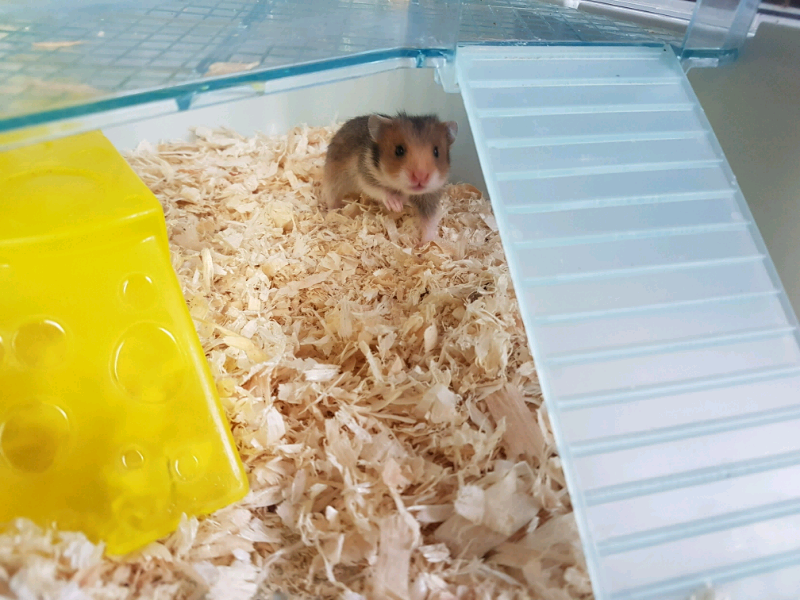 Baby Syrian hamsters for sale in Dunmurry, Belfast Gumtree