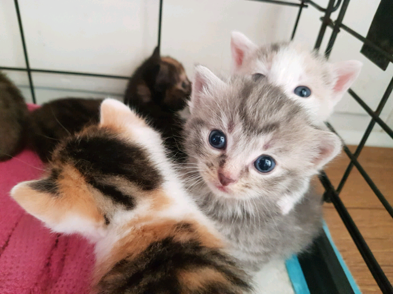 6 kitten girls ready in 1 week ,Gainsborough | in Gainsborough