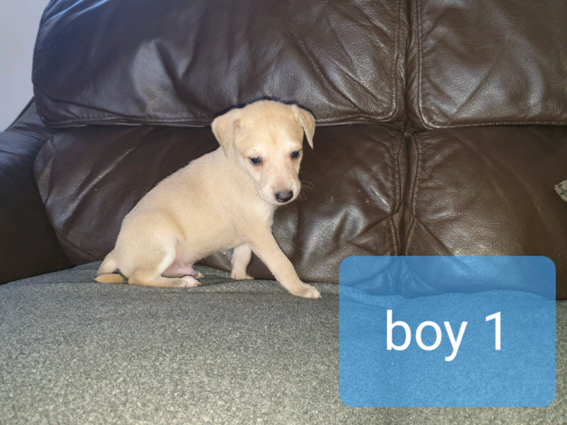 Beddlington Whippet Cross Saluki Puppies For Sale In Faversham