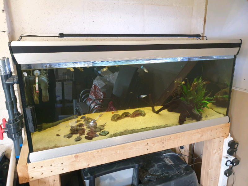 250L Fish Tank/Aquarium & a lot of accessories in Leven, Fife Gumtree