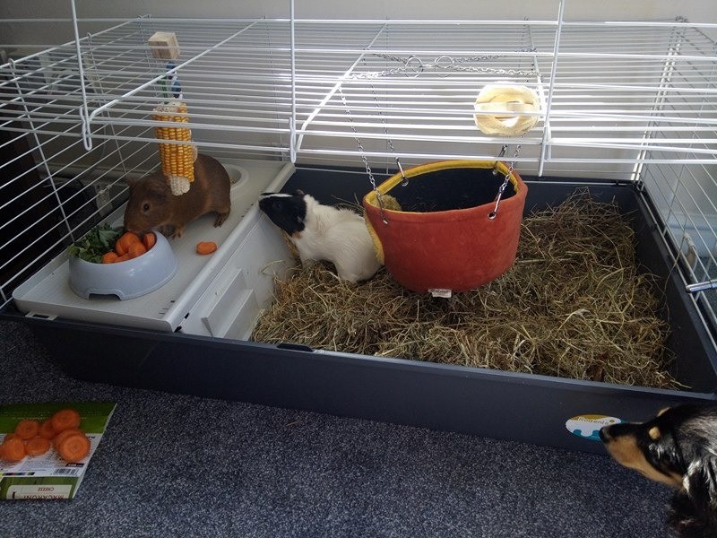 2 guinea pigs + cage, hammock and tubes. in Cumbernauld, Glasgow
