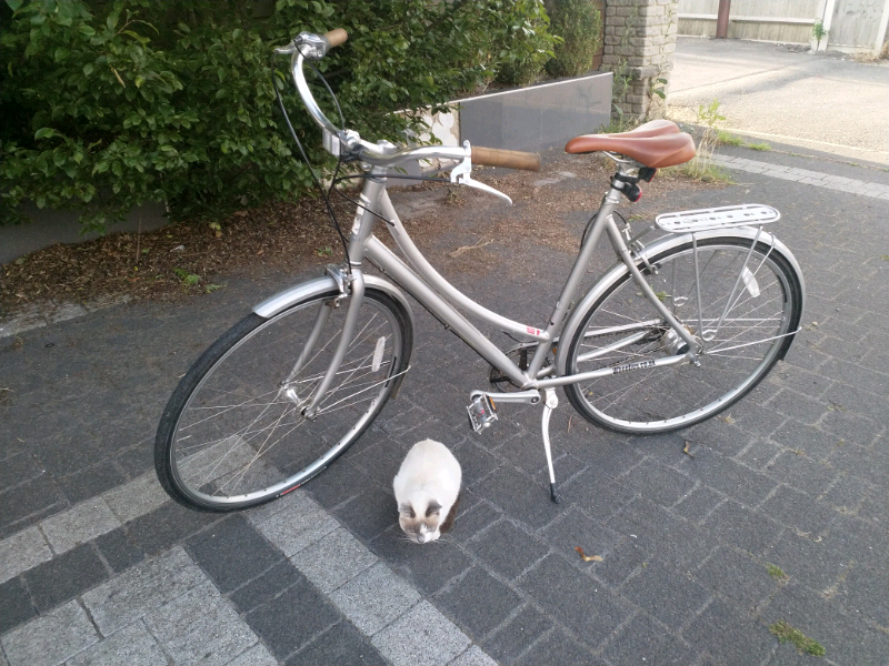 specialized globe daily