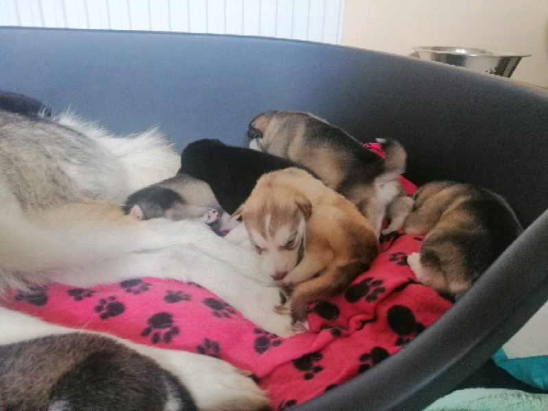Husky Puppies in Perth, Perth and Kinross Gumtree