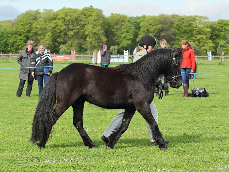 Registered Fell Gelding Pony for Sale in Blairgowrie, Perth and