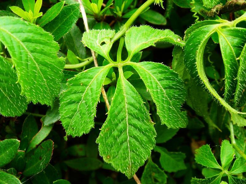 frische Jiaogulan Samen,  Gynostemma,  Kraut Unsterblichkeit