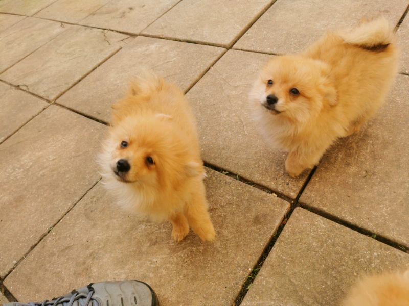 Pomeranian puppies in Auckland, County Durham