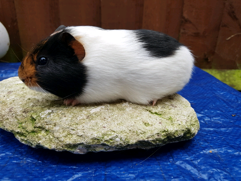 Gorgeous guineas | in Southampton, Hampshire | Gumtree