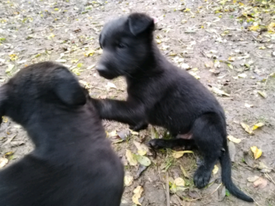 Long Haired Chihuahua Puppies In Norwich Norfolk Gumtree