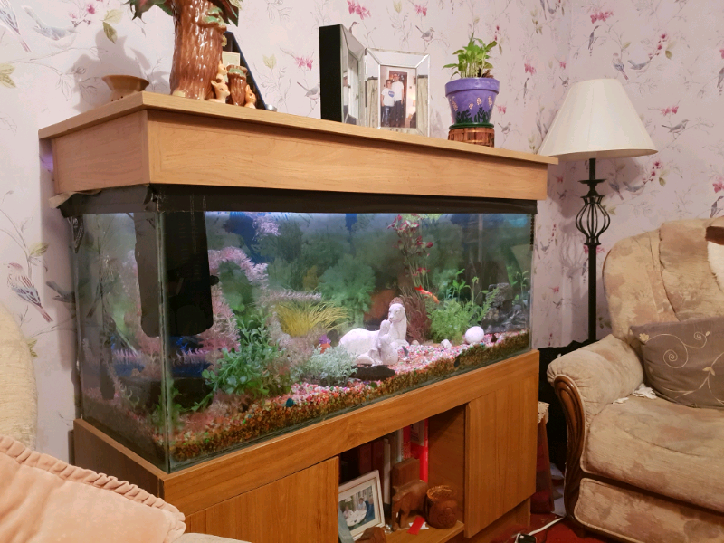 88 Aquarium Design Glasgow HD Terbaik