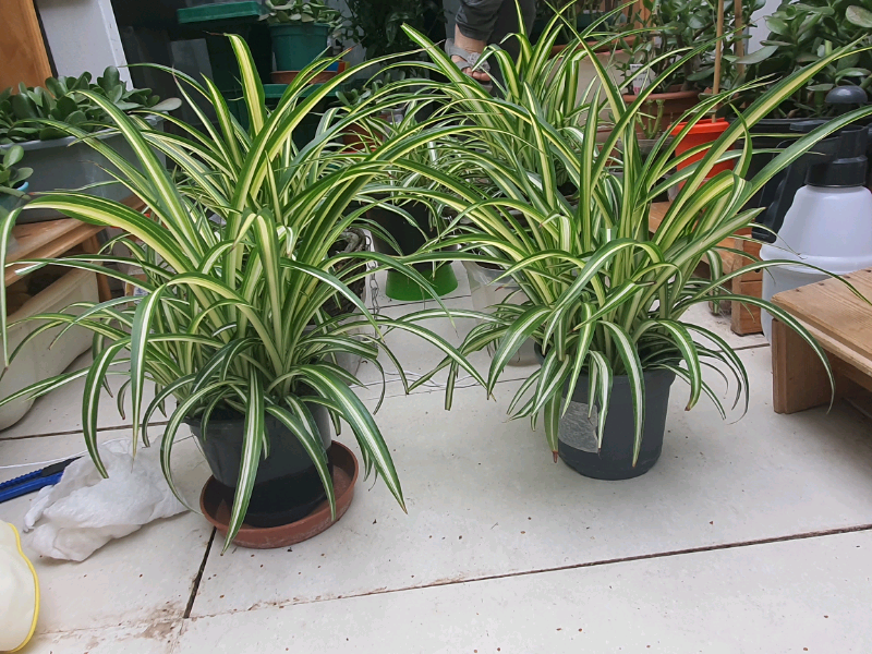 Spider Plants in Camden, London Gumtree