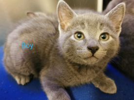 Kittens in Manchester | Cats & Kittens for Sale - Gumtree