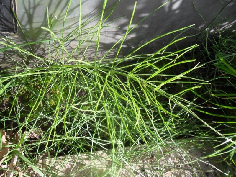 Weed Killer. Horsetail mares tail . Cleans driveways . Garden decking