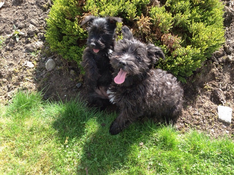 Miniature Schnauzer x West Highland Terrier Puppies for sale in