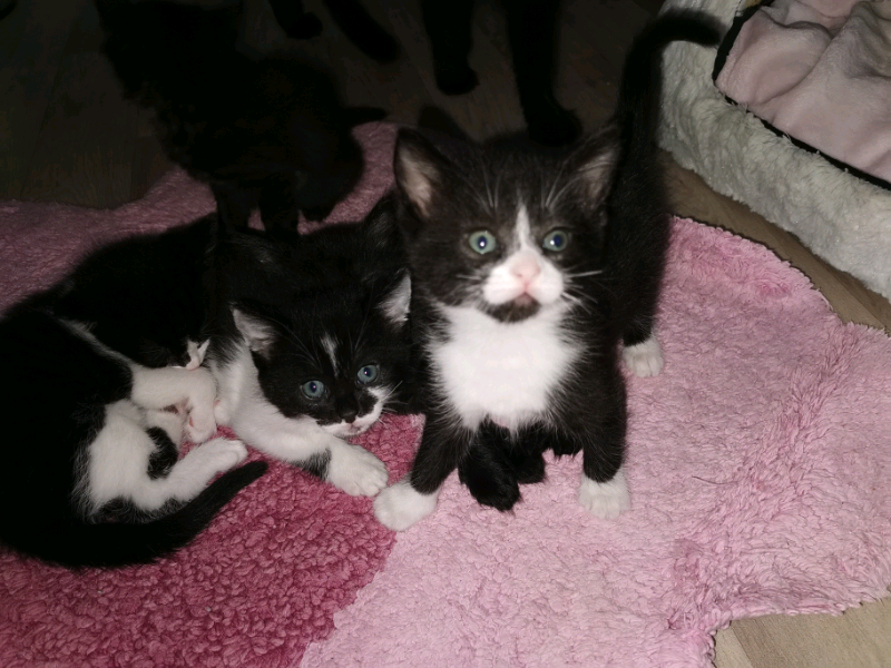 5 kittens in Dover, Kent Gumtree