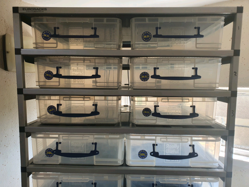 Snake Rack for sale in UK 66 secondhand Snake Racks