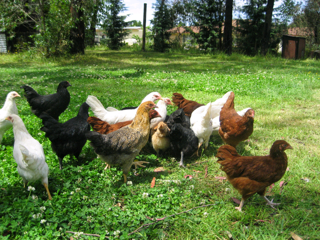 Download Layer Chickens Pullets / Isa Browns Point of Lay ...