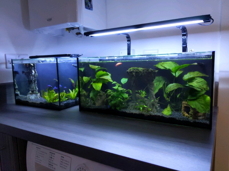 Betta fish tanks and fish in Newton Aycliffe, County Durham Gumtree