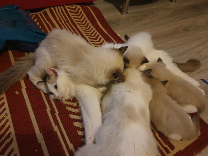 Kittens | in Glasgow | Gumtree