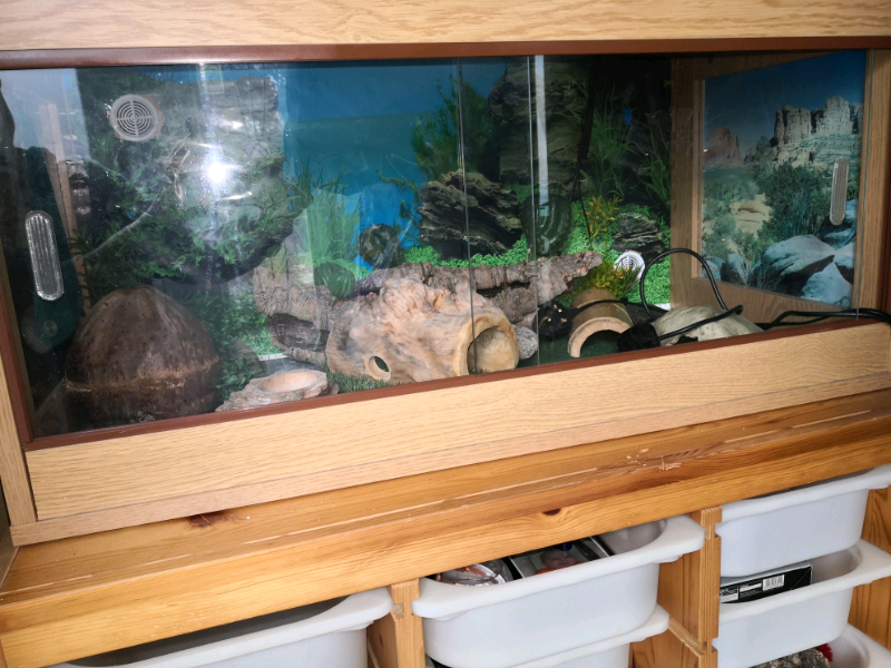 Vivarium with decorations. Houses a Gecko. | in Cumbernauld, Glasgow