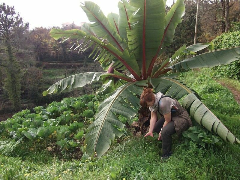 Musa Nag. winterharte essbare Banane Deko Dekotipp für den Garten Teichdeko