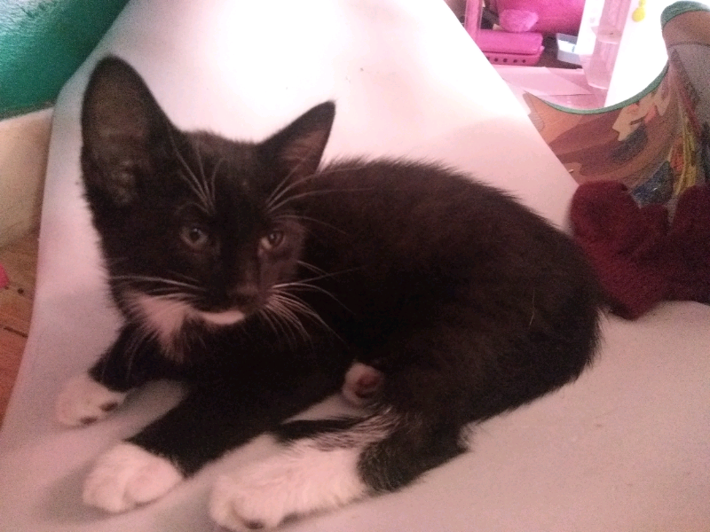 Kitten for sale | in East Kilbride, Glasgow | Gumtree