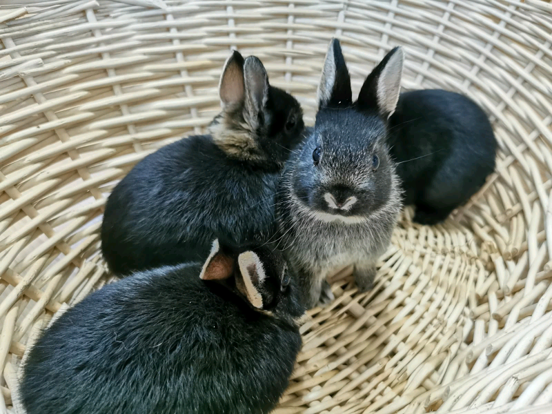 Short ear dwarf bunnies in Trimdon Station, County Durham Gumtree