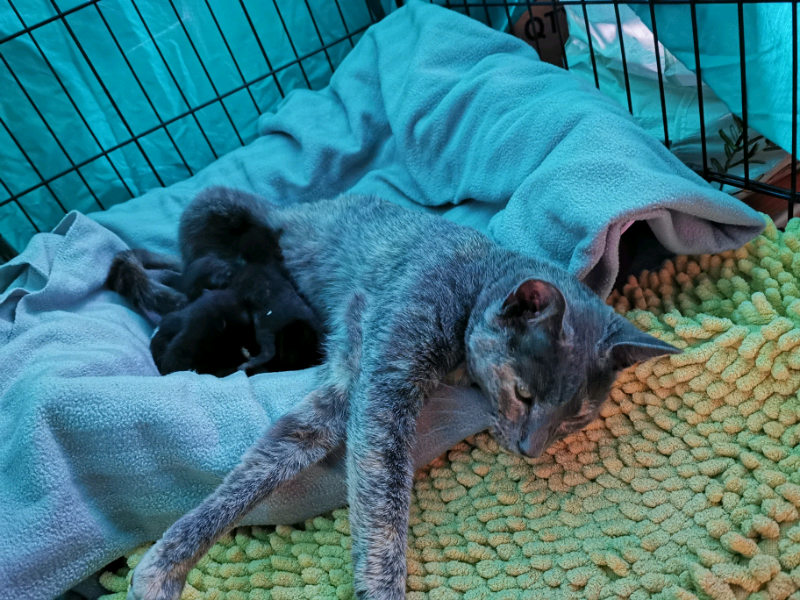 Kittens available 18/11/19 | in Margate, Kent | Gumtree