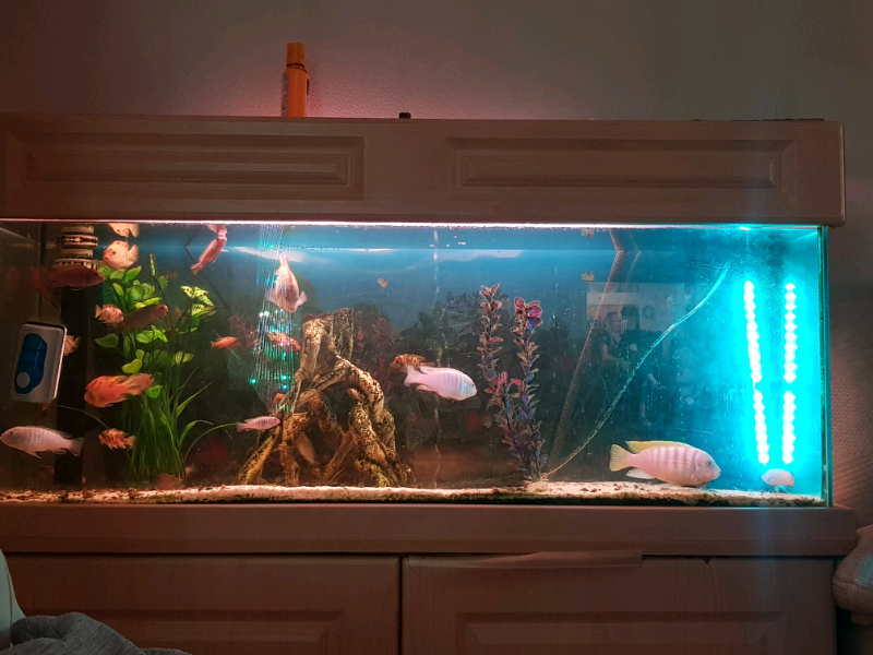 Fish tank in Ipswich, Suffolk Gumtree