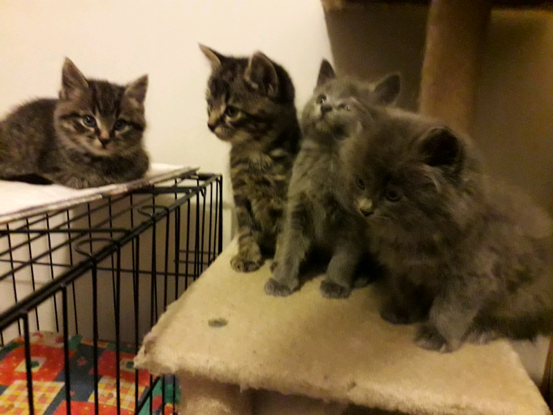Beautiful Grey And Tabby Kittens Sold In Leominster Herefordshire