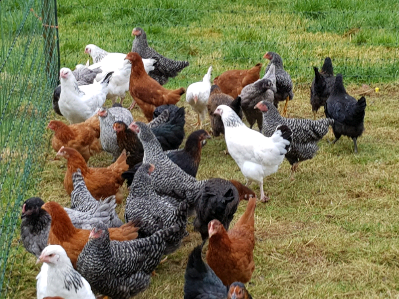 Point of lay chickens/ hens in Arbroath, Angus Gumtree