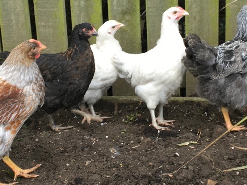 Maran Chickens in Cardenden, Fife Gumtree