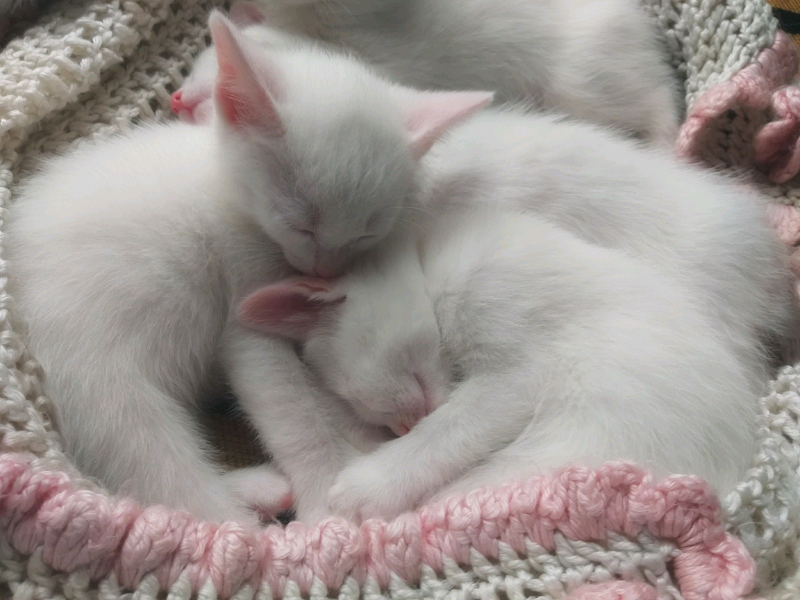 Rare white European Shorthair female kitten in Enfield, London Gumtree
