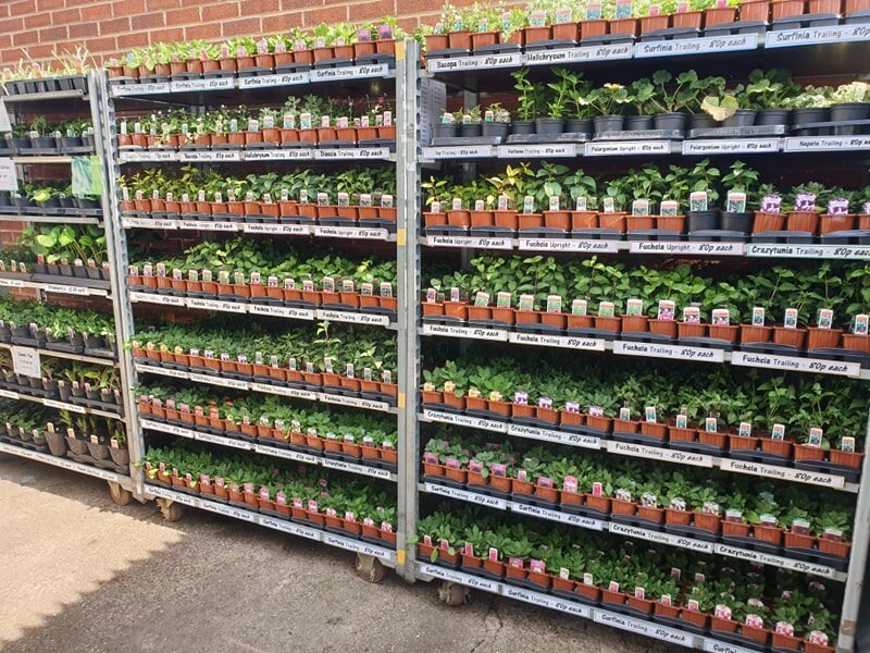 PLANT SALE! Hanging baskets, 6 pack bedding plants plus vegetable