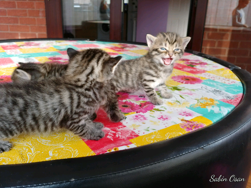 Kittens for sale | in Norwich, Norfolk | Gumtree
