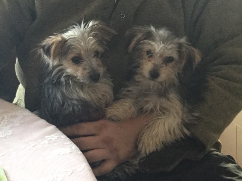 Jack Russel cross yorkie puppy's dogs in Haywards Heath, West Sussex