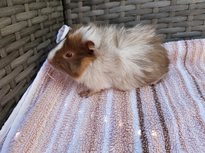 Baby Guinea pigs for sale | in Rattray, Perth and Kinross | Gumtree