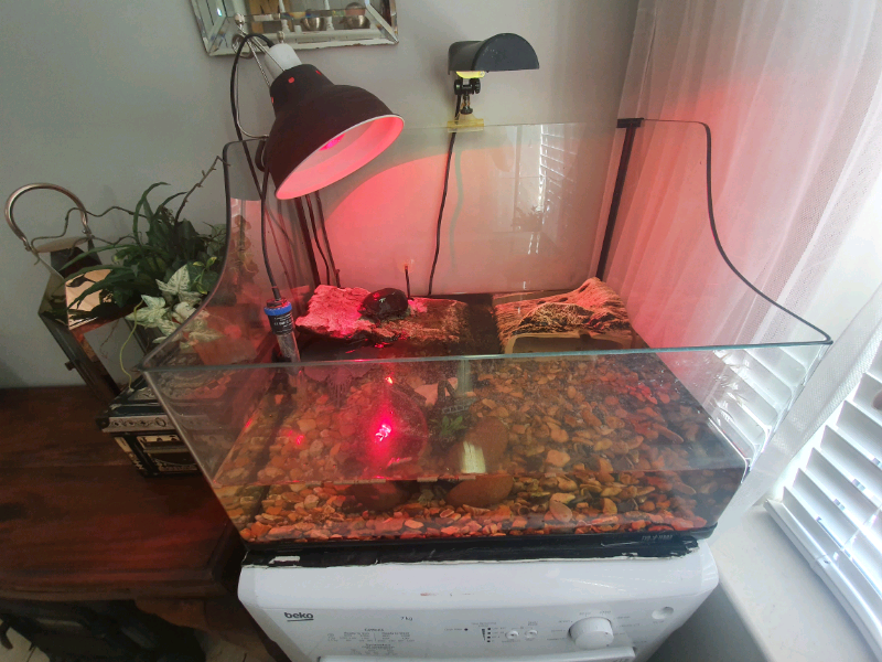Musk turtle tank full setup exo terra in Ballinderry Upper, County Antrim Gumtree