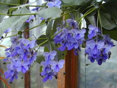  BLUE BUTTERFLY BUSH AKA BLUE WINGS Rooted Starter Plant Clerodendrum Ugandense 
