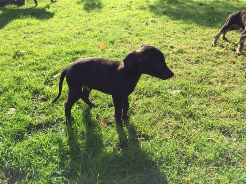 Whippet X Saluki Puppies For Sale In Crowborough East Sussex