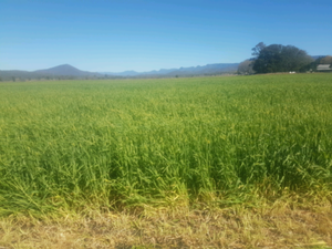 beardless barley hay