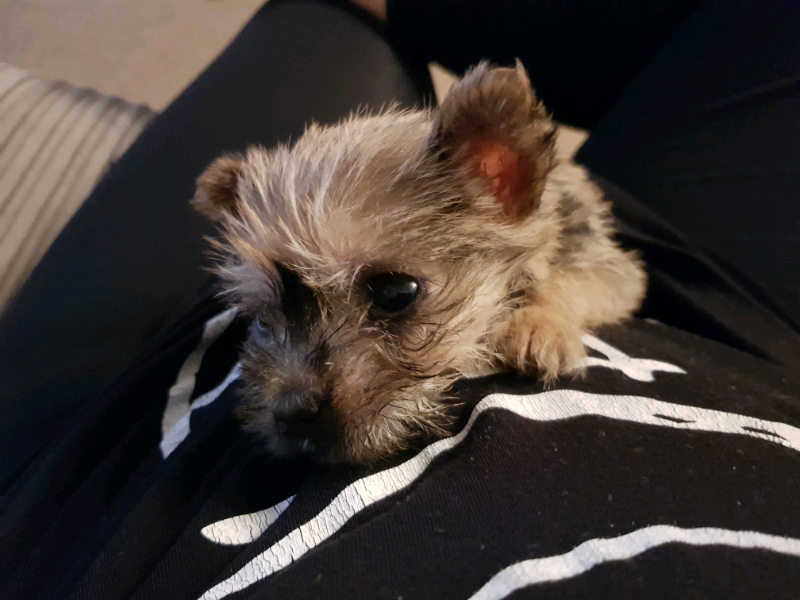 Teacup Cairn terrier bichon bris x Yorkshire terrier in Stevenage