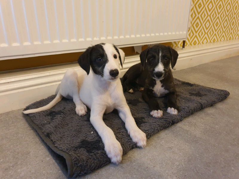 Beddlington whippets puppies ready for their forever homes in