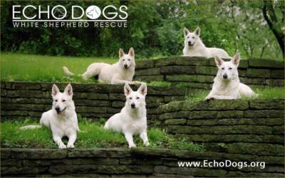 Echo Dogs White Shepherd Rescue, Inc.