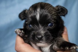 Shih Tzu Puppy In Hull East Yorkshire Gumtree