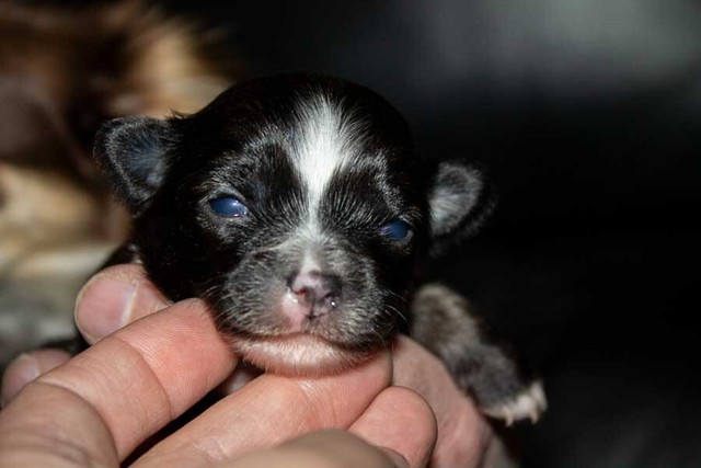 Gorgerous Long Hair Male Chihuahua Puppy In Hull