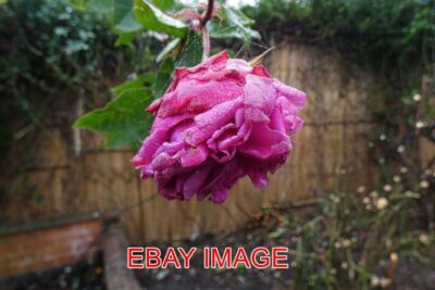 PHOTO  LAST ROSE LATE AUTUMN IN THE GARDEN; STILL SOME COLOUR TO PHOTOGRAPH.