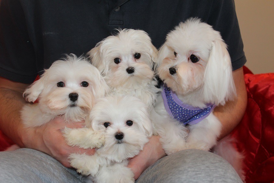 Beautiful Maltese Puppies for sale in Aberdeen Gumtree